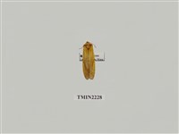 藏品(金碗舟蛾)的圖片